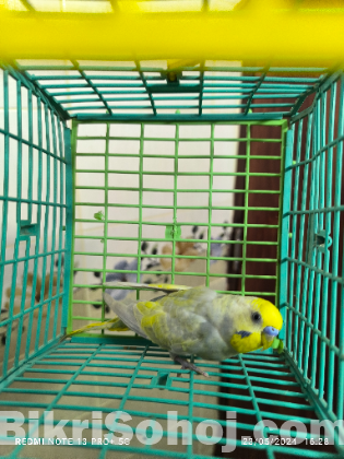 Budgi